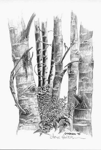 Art Work - Poplars - by Clare Hobson