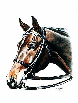 Custom Equine Portrait of Thoroughbred Horse Robbie - by Colored Pencil Artist Clare Hobson