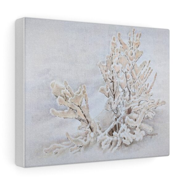 Canvas Gallery Wraps - Snow Bush