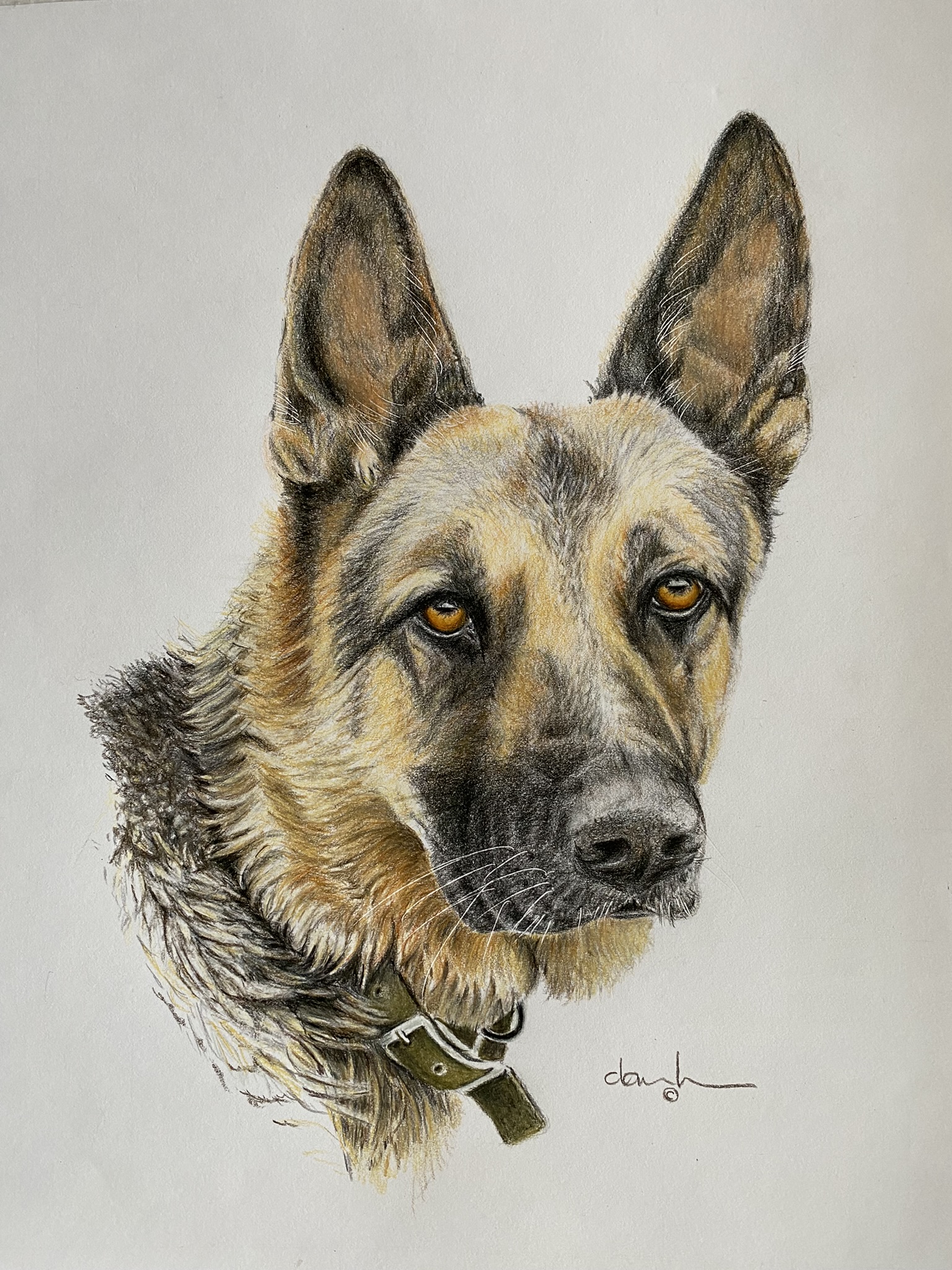 Max - Portrait of German Shepherd Dog